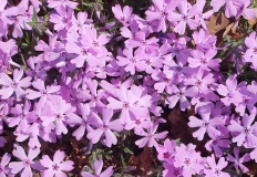 숲마을농원 봄…